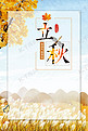 立秋枫叶传统节气秋天海报背景
