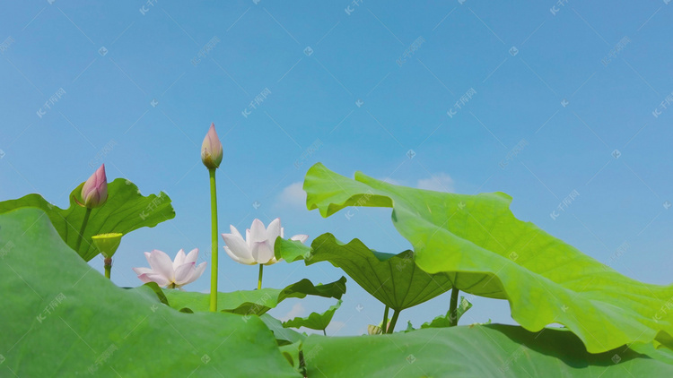 清新夏天荷塘荷花荷叶自然风景