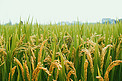 秋天稻田中的水稻