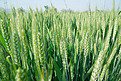 绿色植物麦田麦穗摄影图