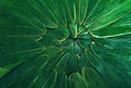绿色粽叶端午节摄影图