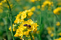 蜜蜂油菜花上采蜜摄影图