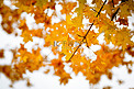 秋天枫叶黄色叶子摄影图