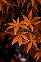 唯美秋天红色树叶摄影图