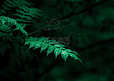 文艺小清新植物白天植物雨后树木植物摄影图配图