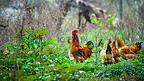 公鸡找虫吃春二月鸡群乡村草丛觅食摄影图配图