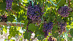 葡萄园上午葡萄室外素材摄影图配图