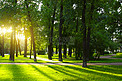公园阳光束穿过树木森林