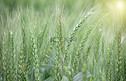 小满节气农田里的麦子农作物摄影图配图