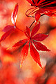 长沙早晨红枫枫叶树叶摄影图配图