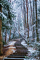 冬天雪景树林阶梯摄影图