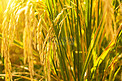 阳光下金黄的水稻摄影图配图
