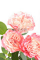 唯美鲜花白天玫瑰花卉室内摄影图配图