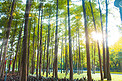 森林下午树林光影晴天摄影图配图
