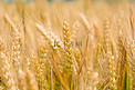 农业芒种麦子麦田生长摄影图配图