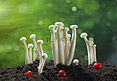 春天春季蘑菇菌菇健康生活方式摄影图配图