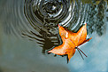 枫叶秋季水面上的树叶室外水波摄影图配图