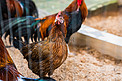 动物禽类家禽原鸡公鸡摄影图配图