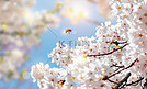 春天立春春分花朵花朵蜜蜂创意合成创意合成摄影图配图