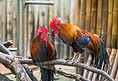 自然禽类动物原鸡公鸡摄影图配图