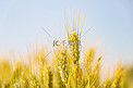 二十四节气小满麦子小麦户外摄影图配图