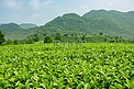 白天户外山上茶园的茶叶在生长摄影图配图