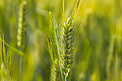 小麦24节气麦子户外夏天摄影图配图