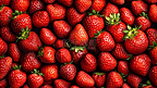 大量的成熟草莓图片