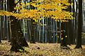 罗马尼亚森林里的秋天落叶