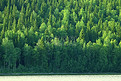 纹理针叶林顶视图/景观绿色森林，针叶树高峰