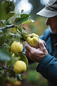 农民检查有机园中种植的榅桲果实