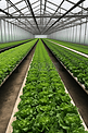 钢架温室里无土种植的绿色蔬菜