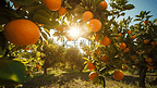 橘子在果园的树上开花阳光映衬着