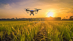 日落时分，农业无人机在稻田上飞行