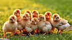 一群小鸡躺在草地上