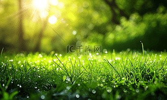 春天阳光复苏绿色草地小草草坪特写摄影图