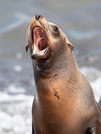 雄性海狮海豹的咆哮