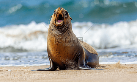 雄性海狮海豹在海滩上的咆哮