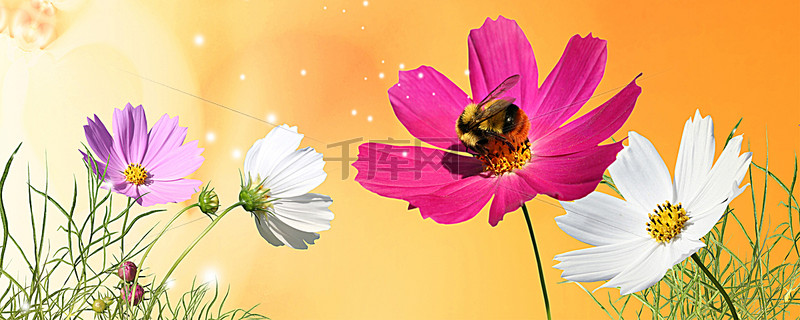 蝶恋花浪漫背景图淘宝网站背景