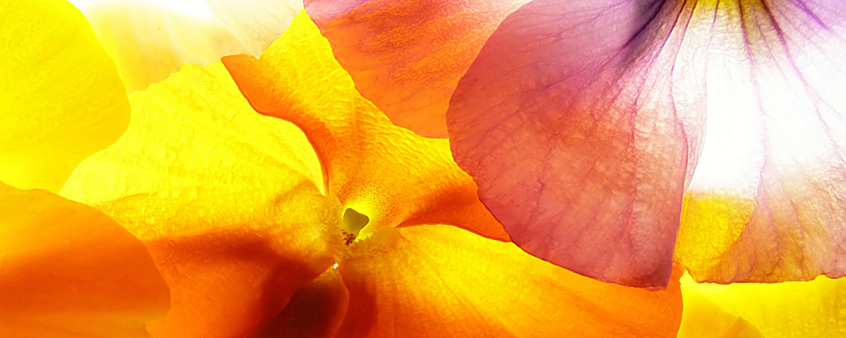 浪漫蝴蝶淘宝网站背景图