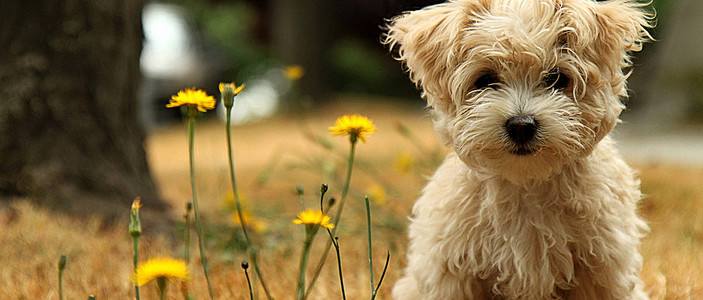 一只狗合火一个女人房子猜成语_看图猜成语