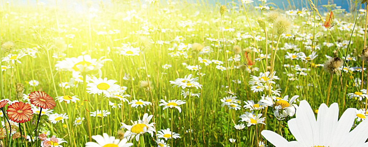 野菊花风景画淘宝网站背景图