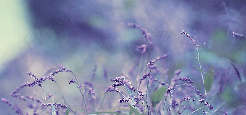 紫色熏衣草唯美小清新banner背景图片免费下载