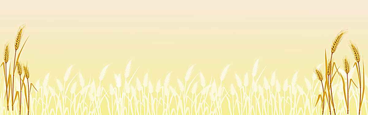 秋天小麦背景
