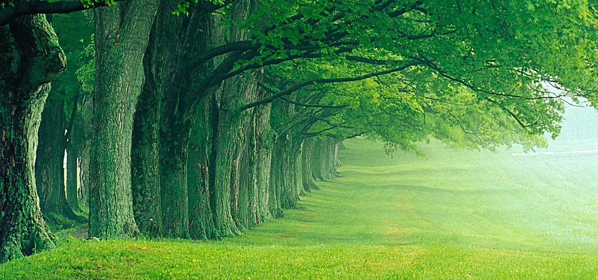 梦幻绿色树林背景