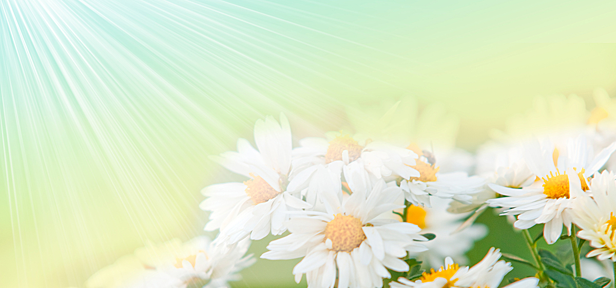 菊花简约白色海报背景banner