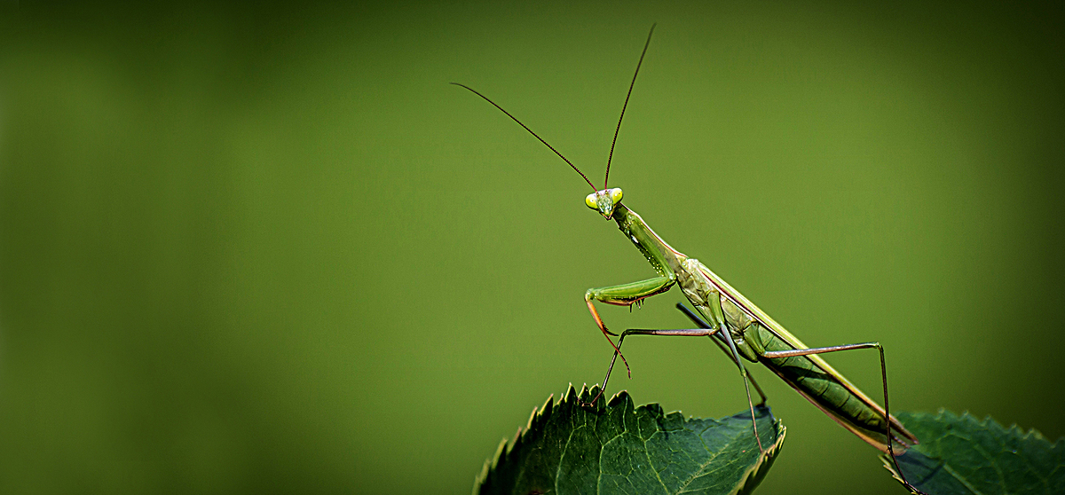 螳螂背景图片免费下载_海报banner/高清大图_千库网