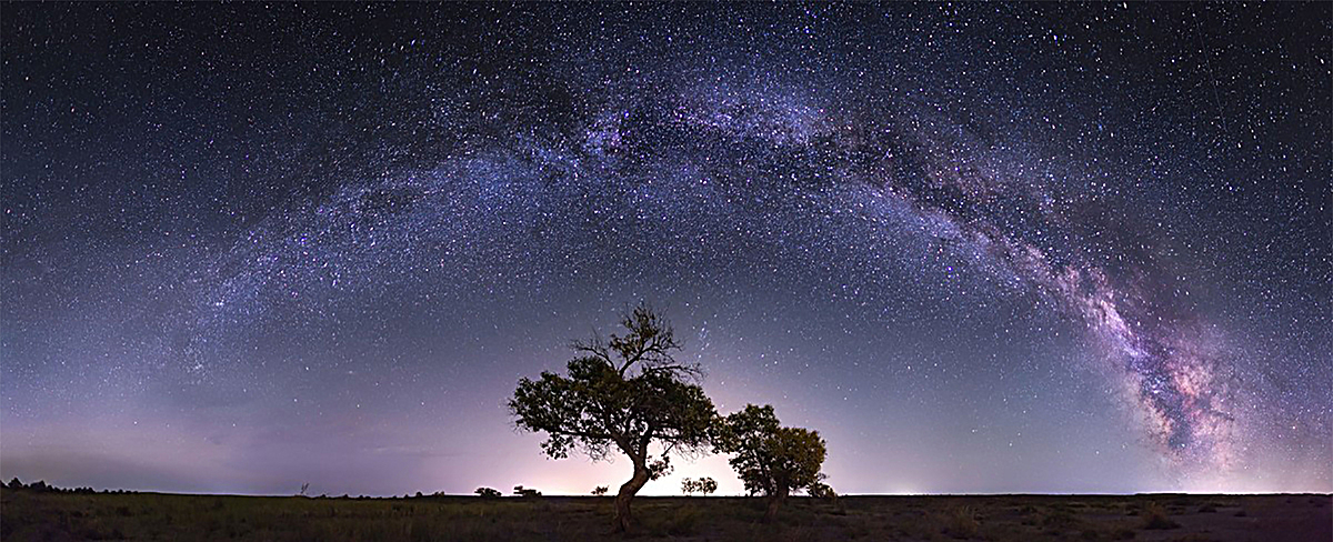 蓝色星空下的大树背景banner