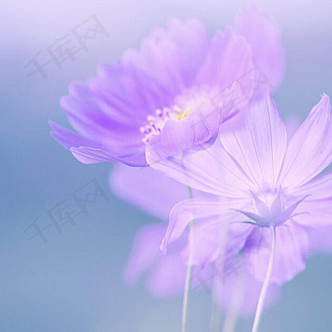 唯美紫色花朵背景图