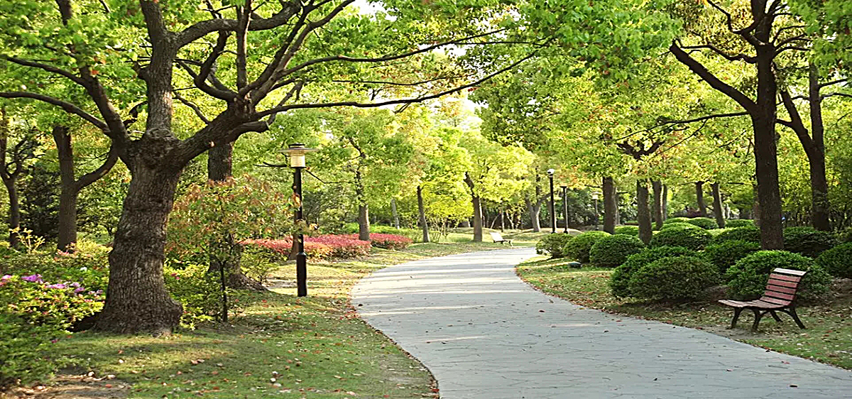 风景蓝天白云绿树背景